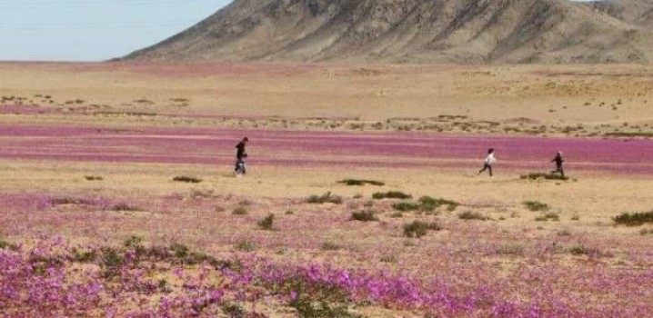 HÁ VIDA NO DESERTO
