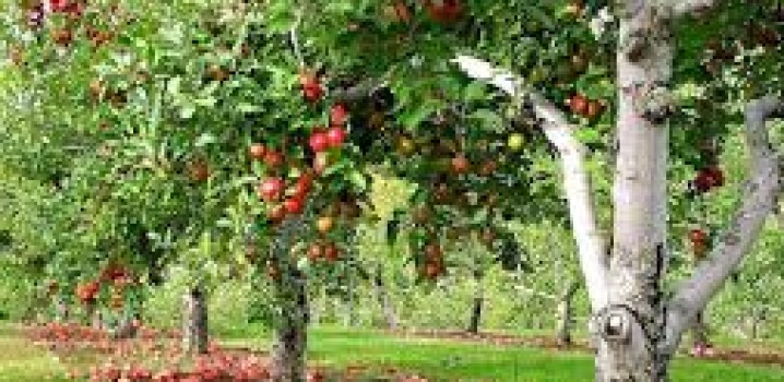 O PRAZER DE ESTAR COM O AMADO