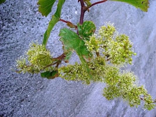 CUIDADO COM AS RAPOSINHAS.